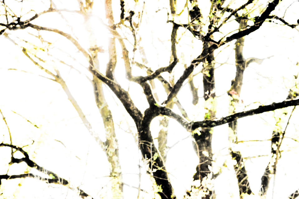 Bright Spring Sun - ID 006122