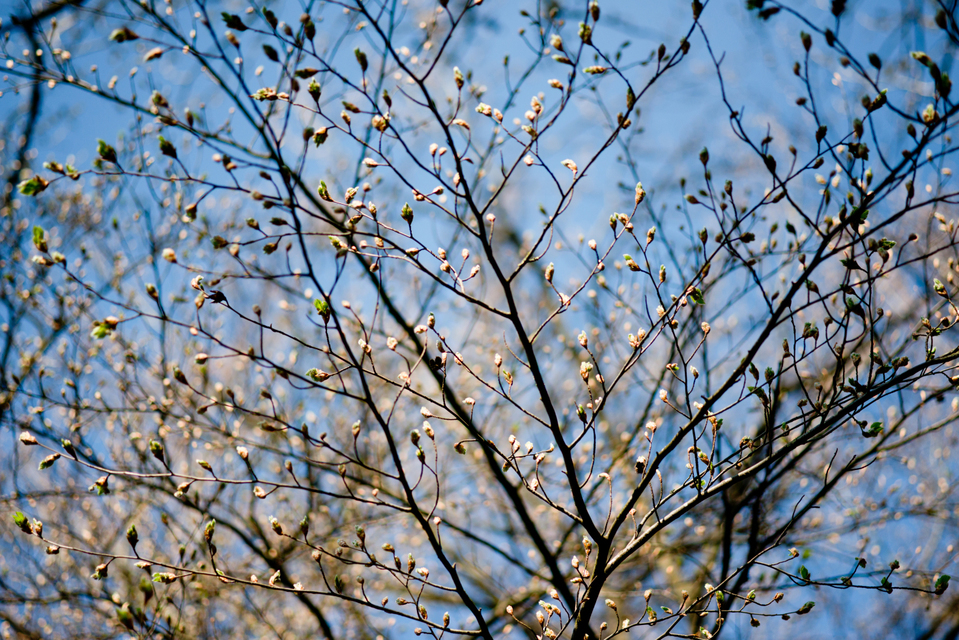 Sprouts I - ID 006123