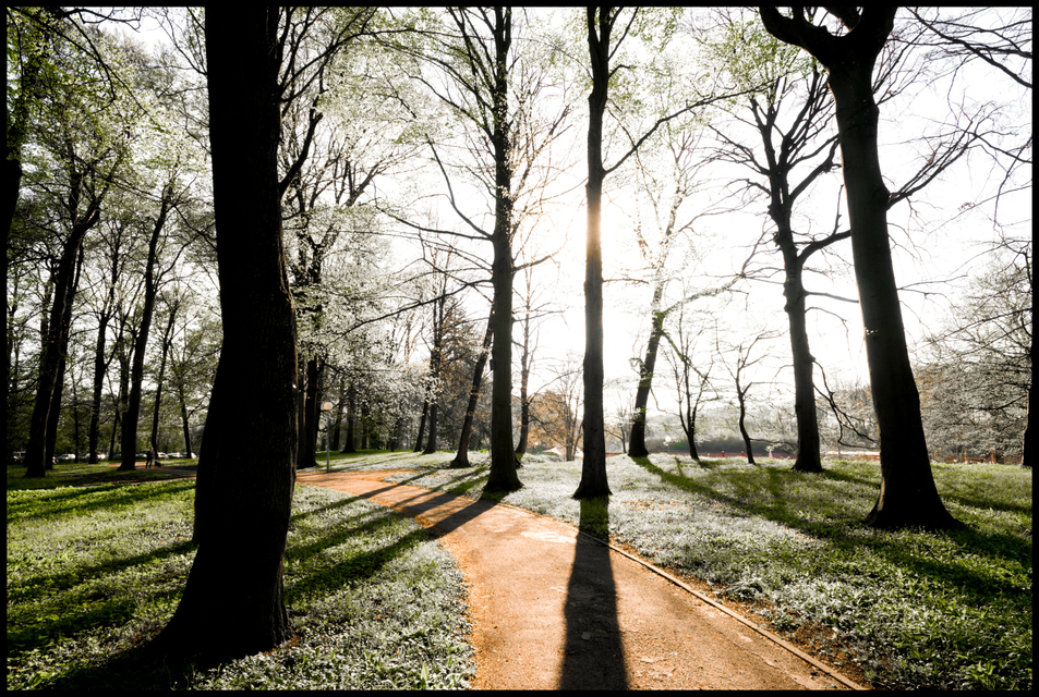 Spring Trees I - ID 006126