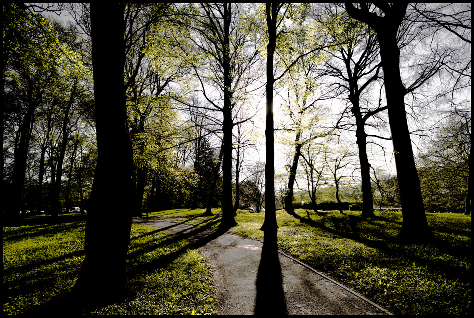 Spring Trees II - ID 006127