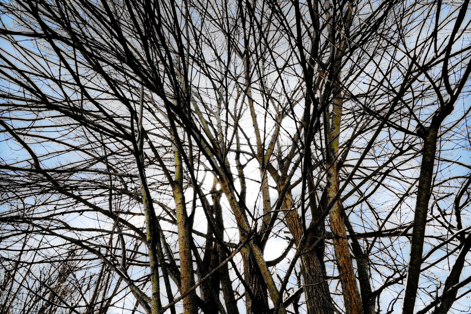 Branches - ID 006132