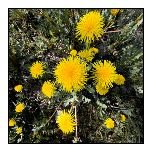 Dandelion - ID 006152