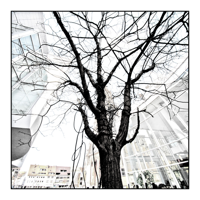 Black Tree - ID 006153