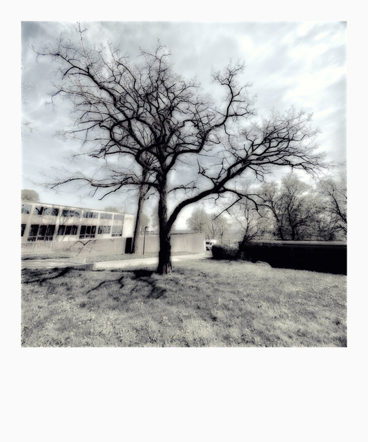 Black Tree - ID 006162