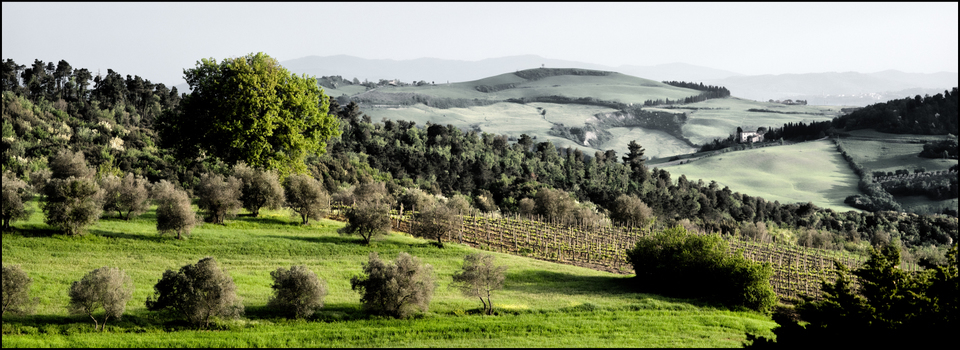 Tuscany Landscape - ID 006172