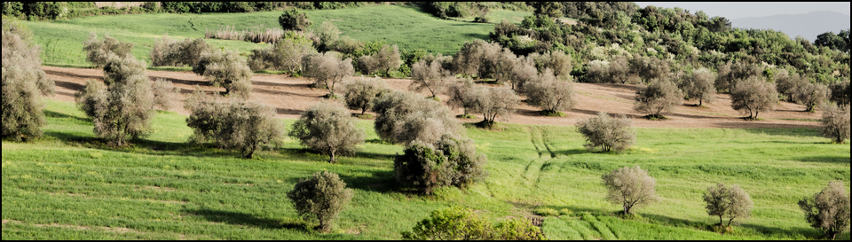 Tuscany Trees - ID 006173