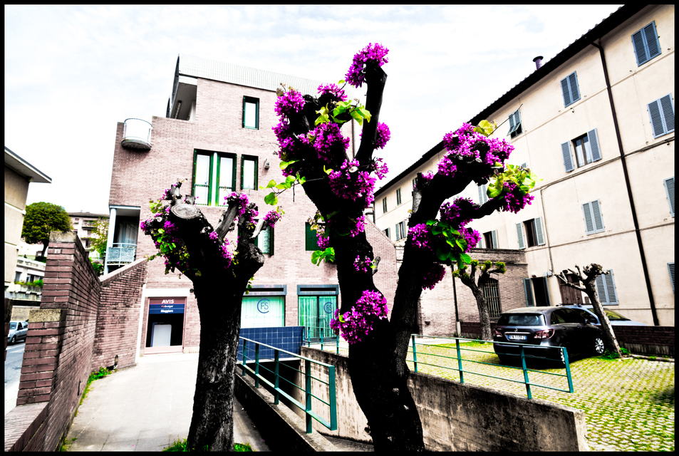 Colored Trees - ID 006178