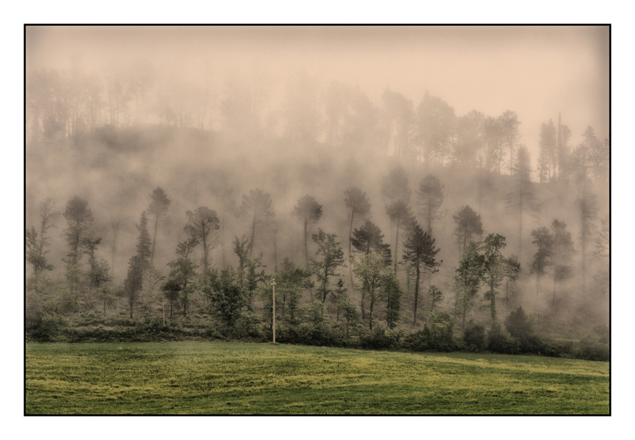 Trees in the Mist I - ID 006235
