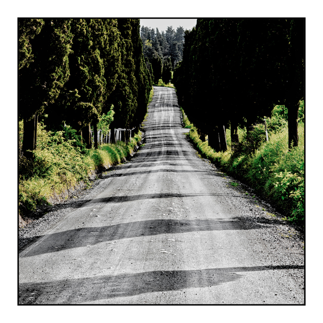 Tree-Lined Road II - ID 006288