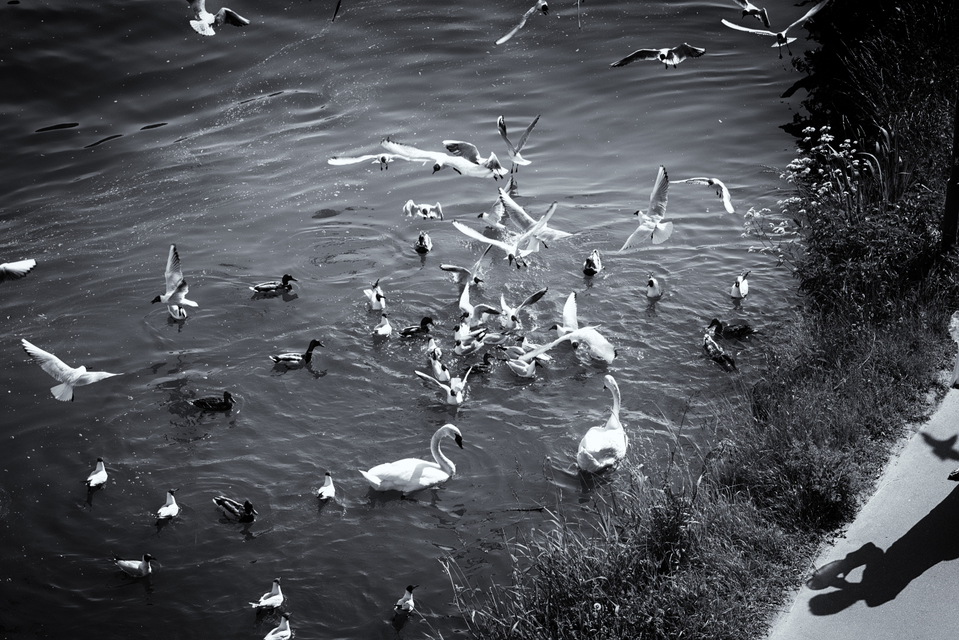 Feeding Shadow - ID 006357