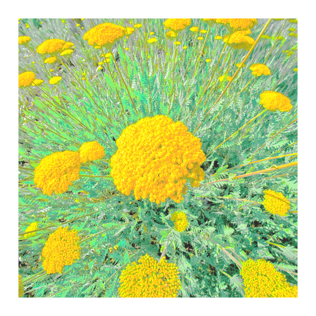 Greenish II - ID 006359