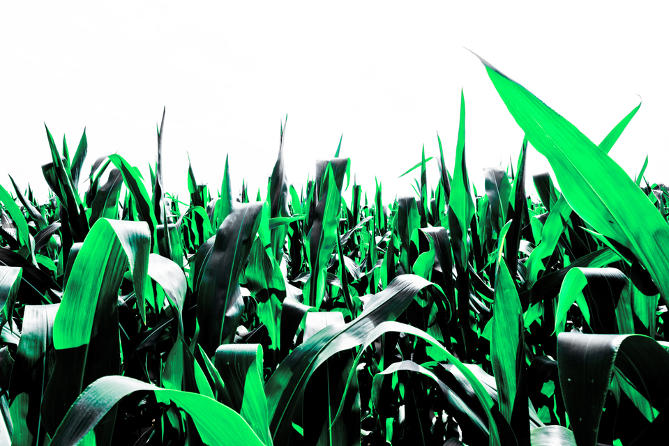 Green Corn I - ID 006364