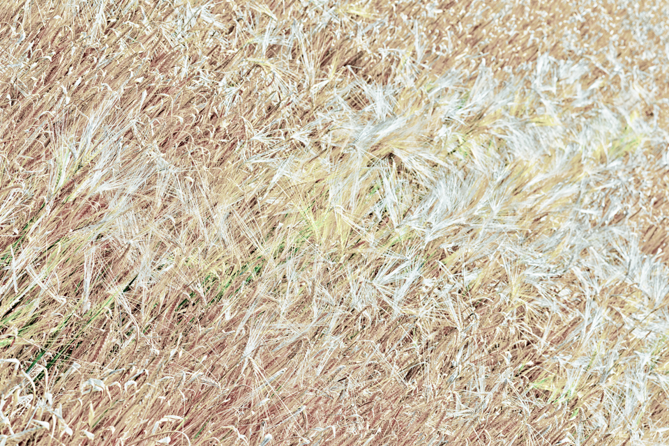 Flat Wheat - ID 006366