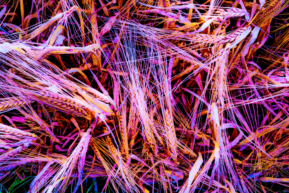 Colored Wheat - ID 006367
