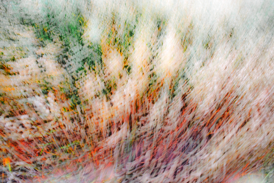 Oat VIII - ID 006376