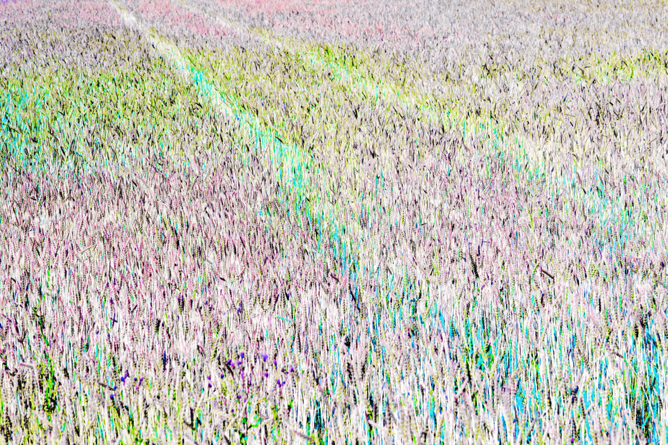 Wheat IV - ID 006386