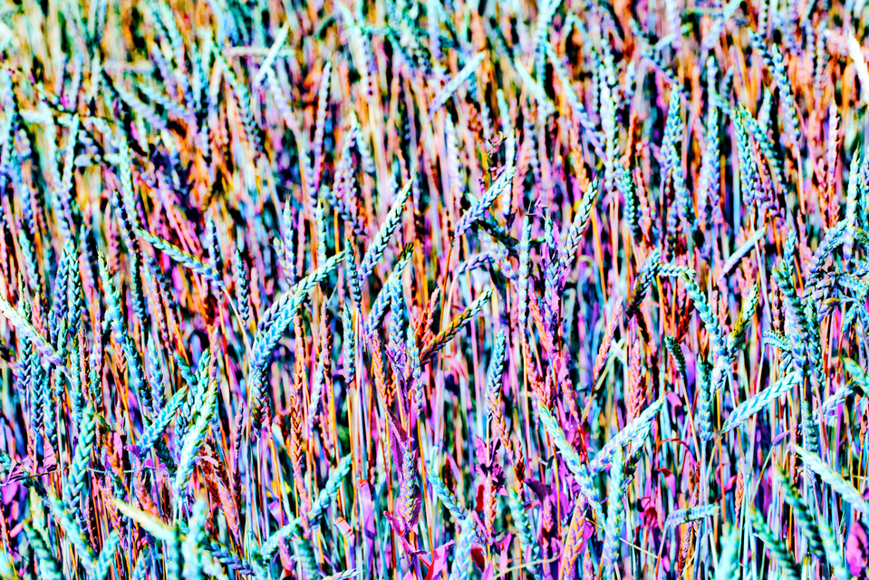 Wheat IX - ID 006391