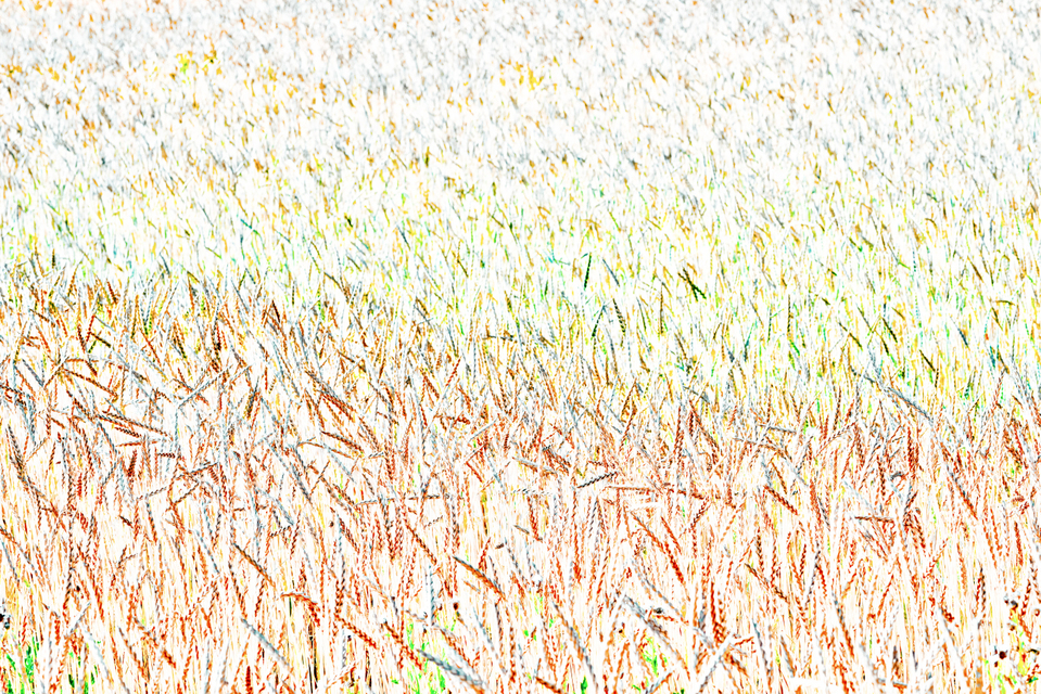 Wheat XI - ID 006393