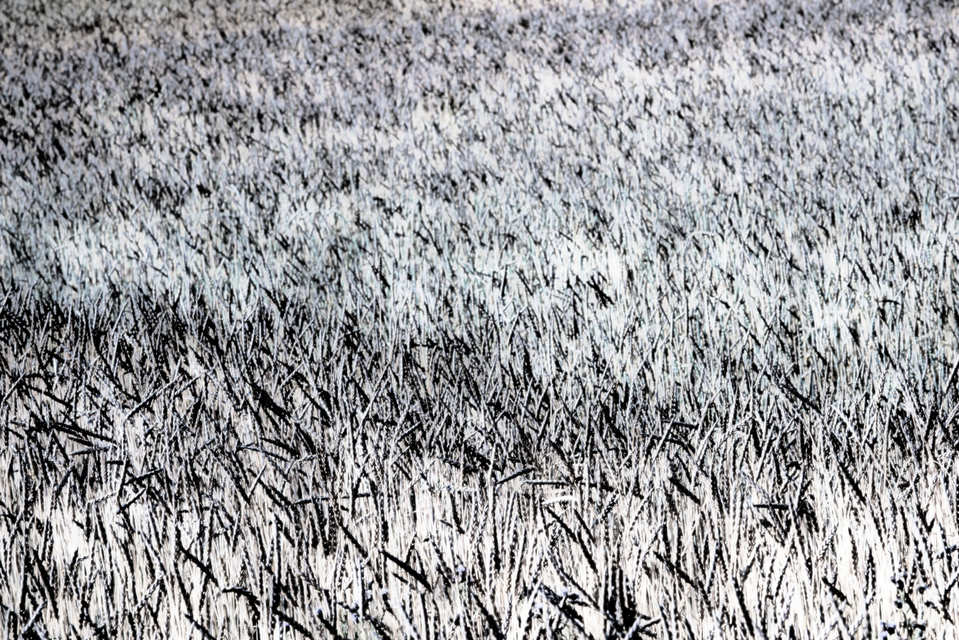 Wheat XII - ID 006394