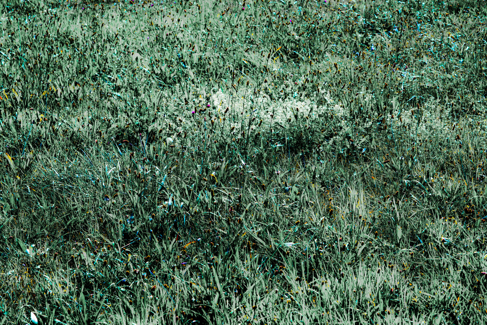 Flower Meadow - ID 006395