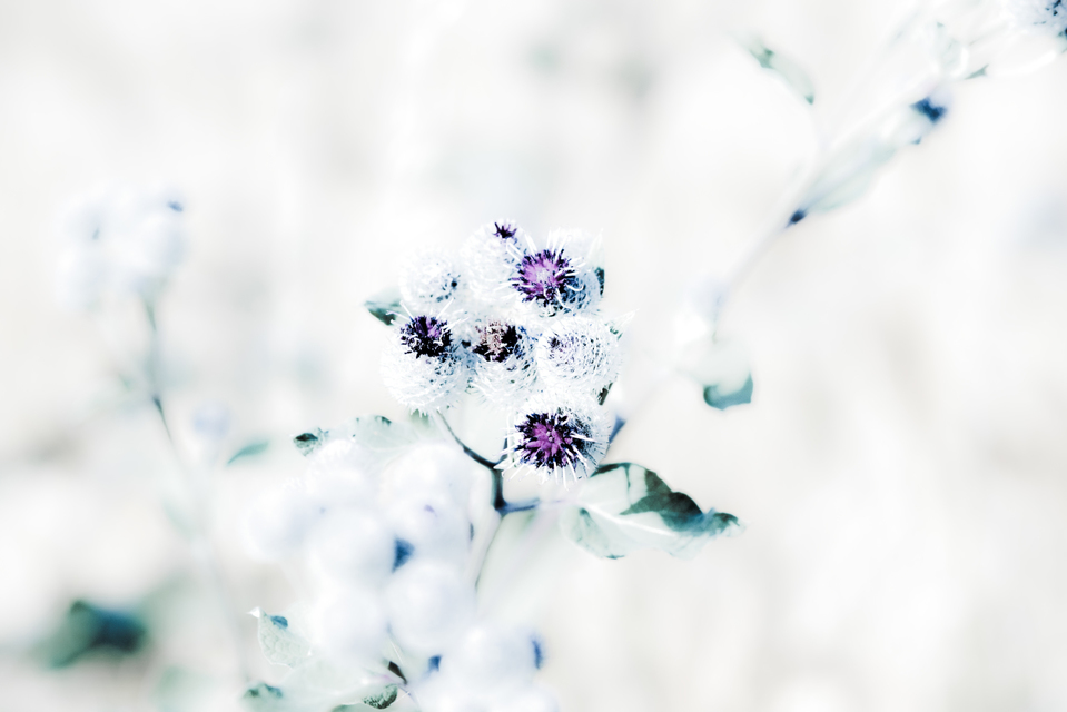 A Little Violett - ID 006396