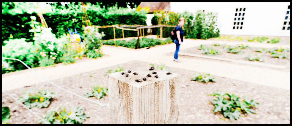 A Dozen Flies - ID 006482