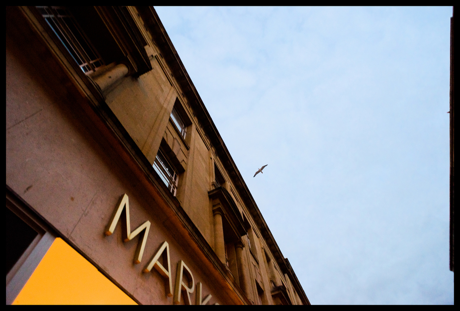 Sea Bird - ID 006505