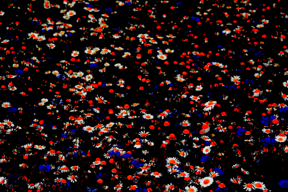 Flower Field I - ID 006569