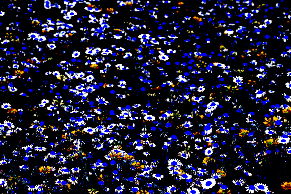 Flower Field III - ID 006571