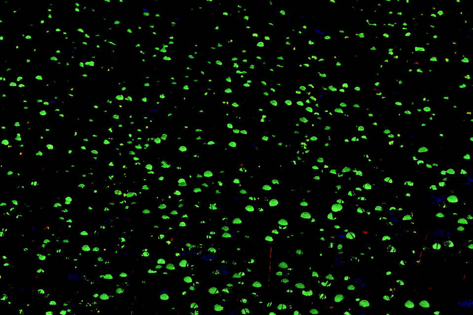 Flower Field IV - ID 006572