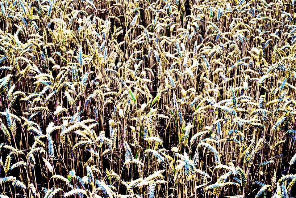 Wheat Field II - ID 006630