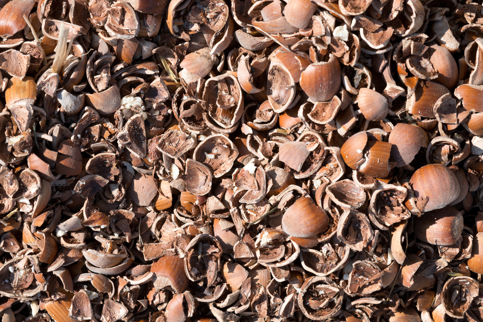 Empty Nuts - ID 006636