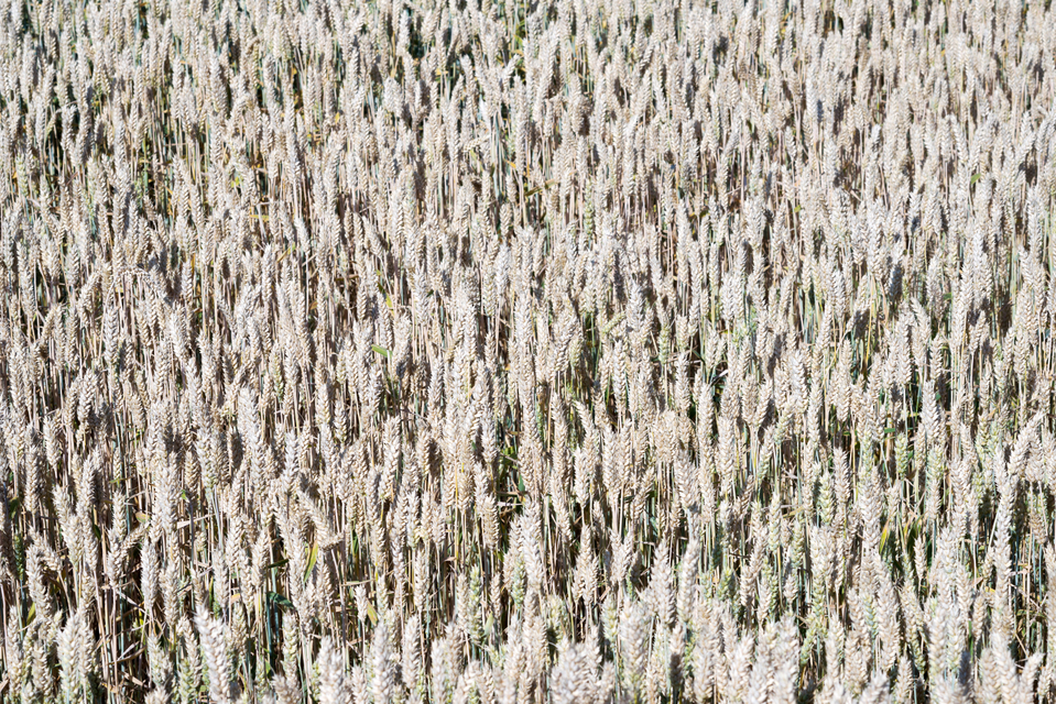 Wheat Field IV - ID 006637