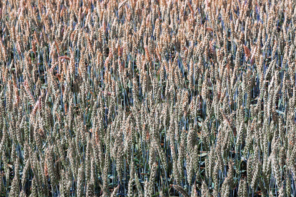 Wheat Field VII - ID 006641