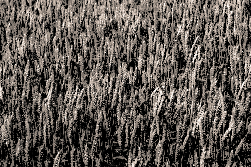 Wheat Field VIII - ID 006642