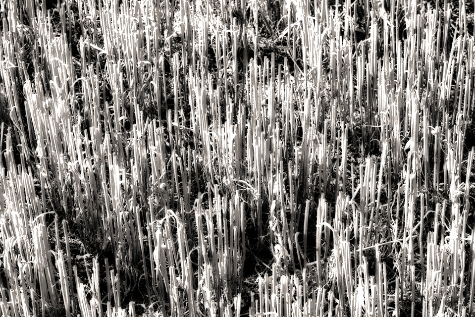 Empty Wheat II - ID 006645