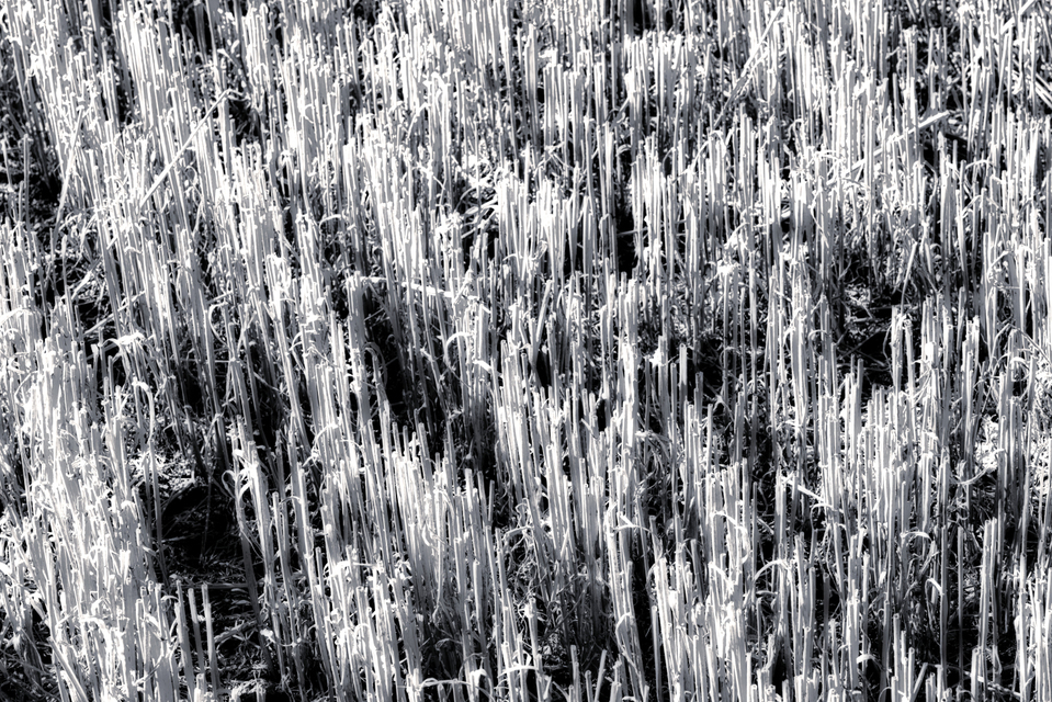 Empty Wheat III - ID 006646
