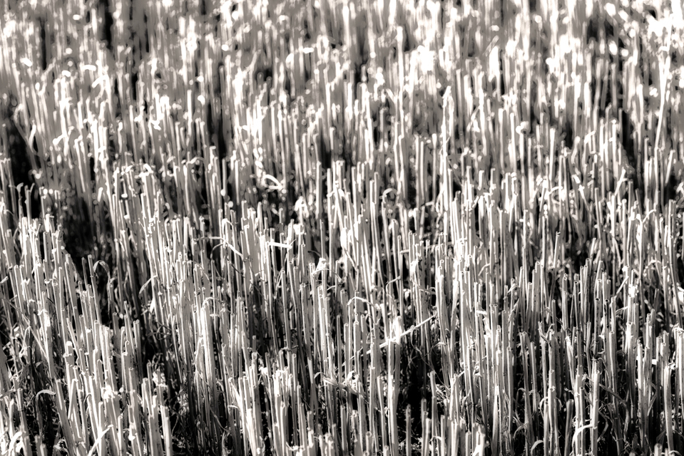 Empty Wheat IV - ID 006647