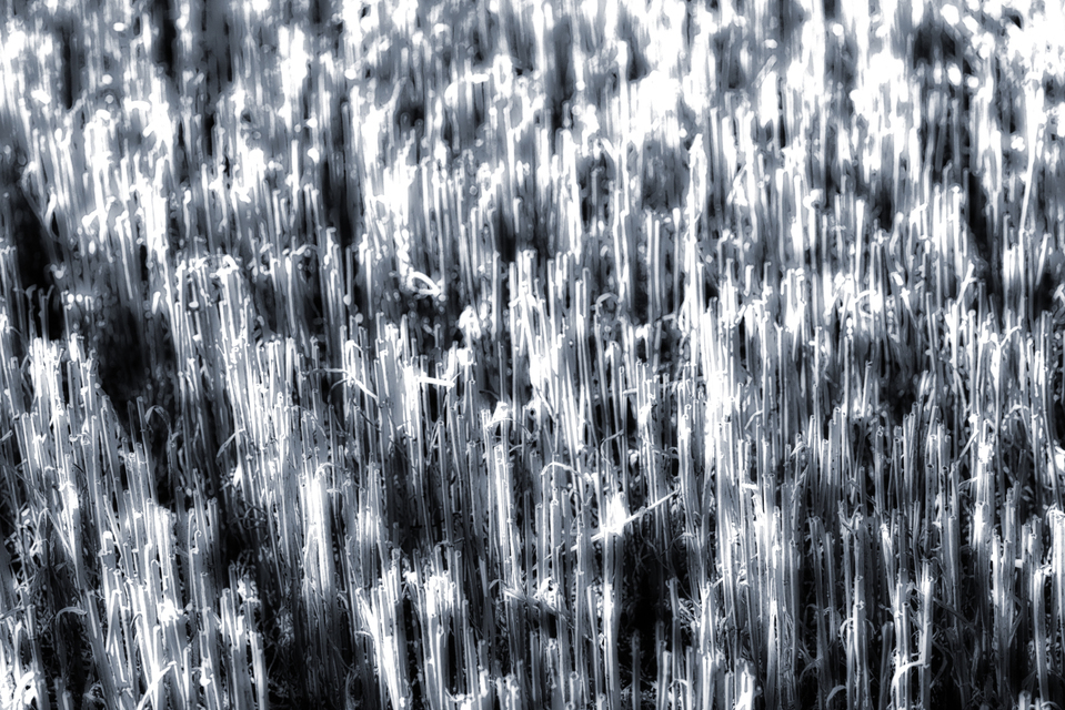 Empty Wheat V - ID 006648