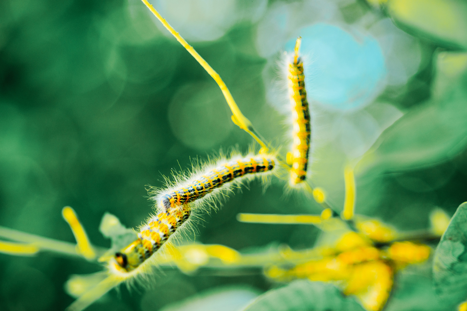 Looper I - ID 006671