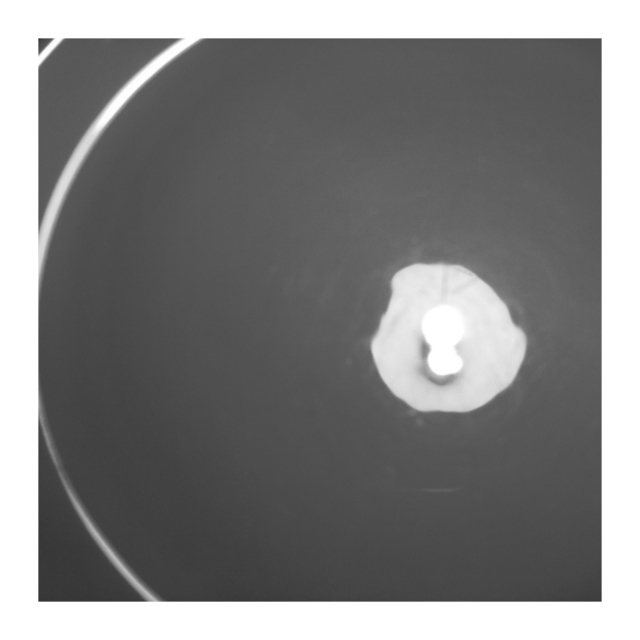 Fusing Suns - ID 006701