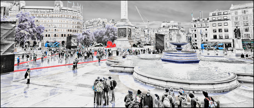 Lion VIII - ID 006907