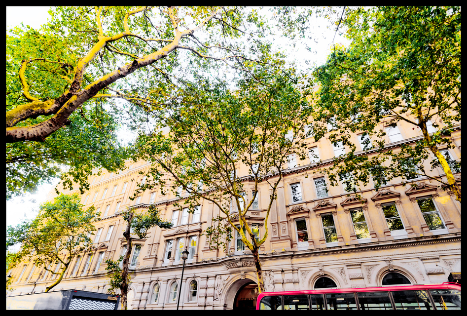 Trees in Street - ID 006968