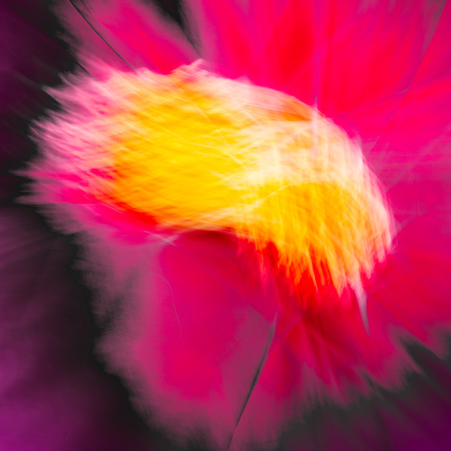 Red Flower I - ID 007116