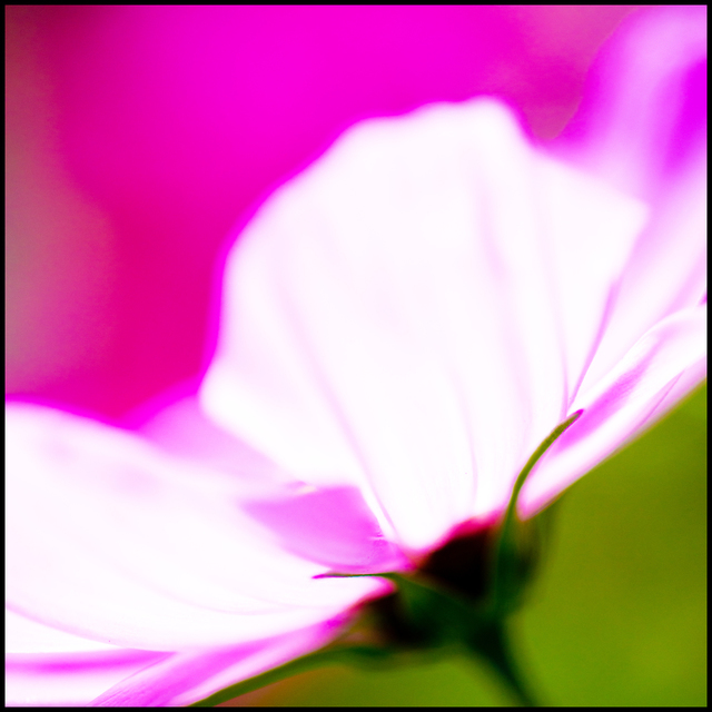 Pink Flower V - ID 007121