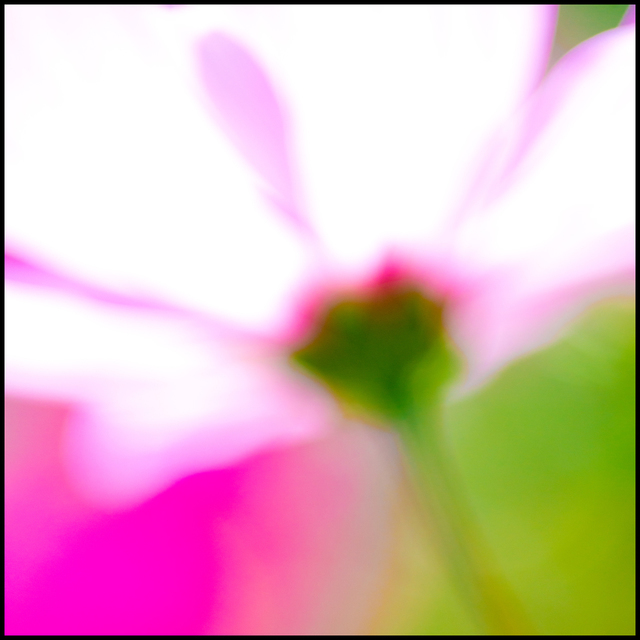 Pink Flower VII - ID 007123