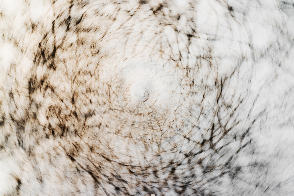 Tree Art I - ID 007138