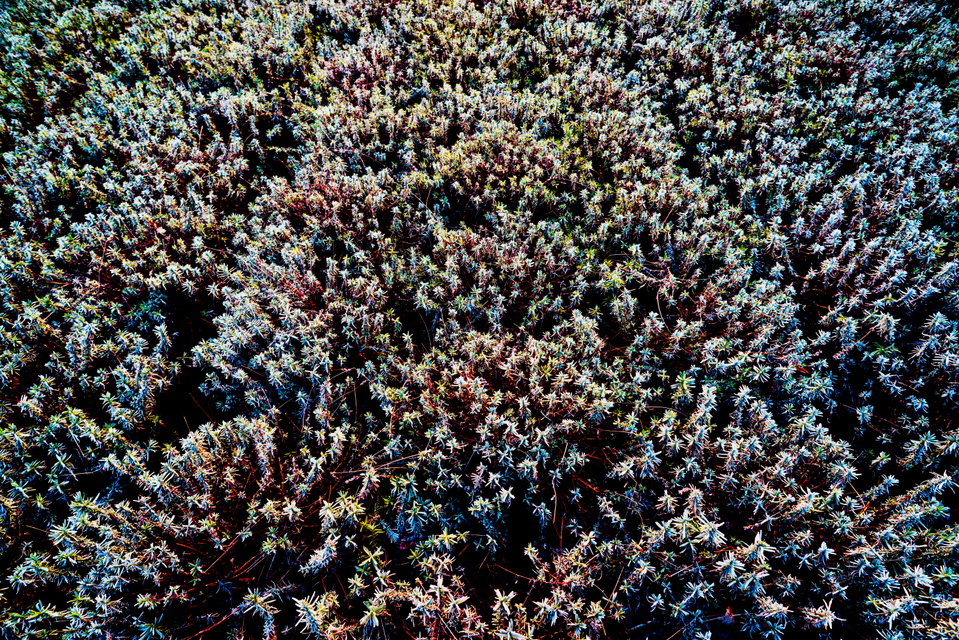 Lavender II - ID 007263