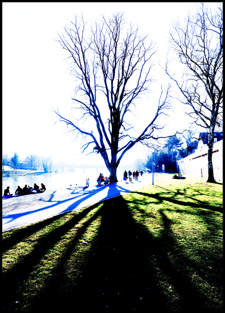 Within Tree Shadow I - ID 007267