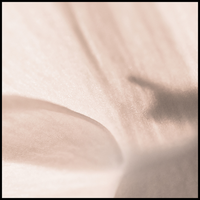 Primose I - ID 007285